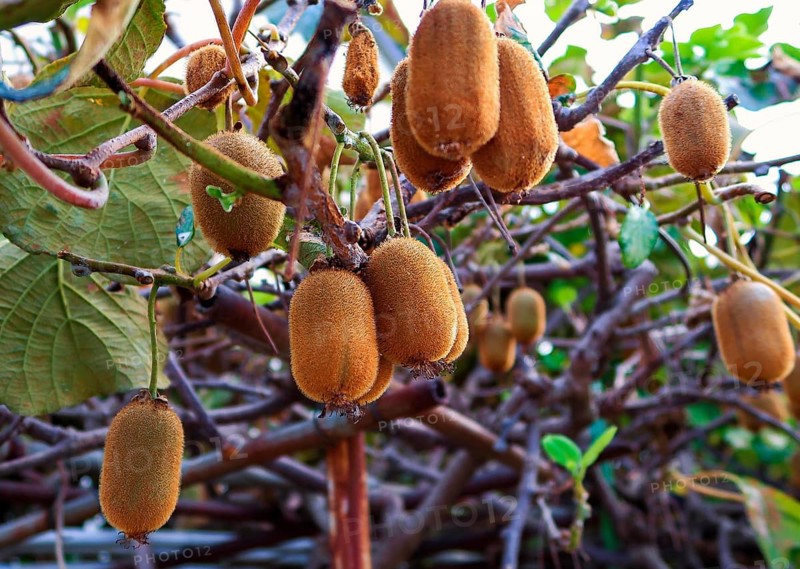 Kiwi, kiwi fruit or Chinese gooseberry, soft fruit, funny name for inhabitants, New Zealand