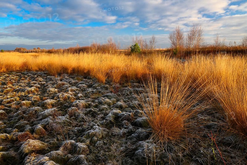 Wide, wintry Goldenstedt moor with pipe grass in the evening light, Goldenstedt, Lower Saxony, Germany