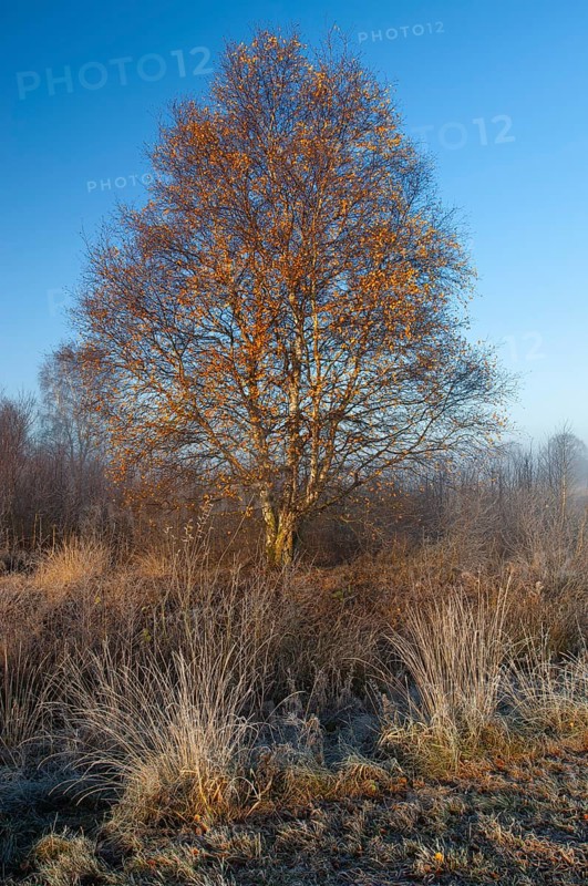 Birch (Betula) in the wintery Rehdener Geestmoor in the Diepholzer Moorniederung, Rehden, Lower Saxony, Germany