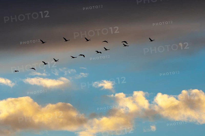 Migratory cranes in Rehdener Geestmoor, Rehden, Lower Saxony