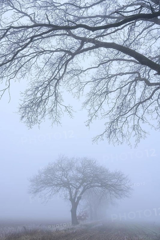 Autumnal and melancholy tree silhouette in fog, Aschen, Lower Saxony, Germany