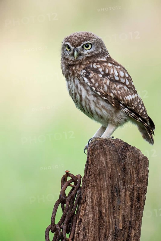 Little owl (Athene noctua), Vechta, Lower Saxony, Germany