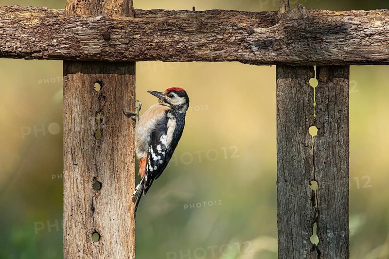 Great spotted woodpecker (Dendrocopos major) at the winter feeding site, Vechta, Lower Saxony, Germany