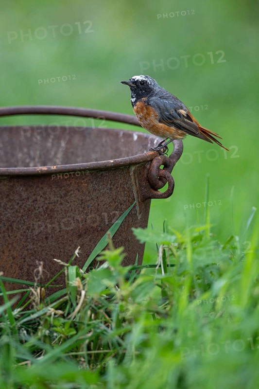 Redstart (Phoenicurus phoenicurus), Vechta, Lower Saxony, Germany