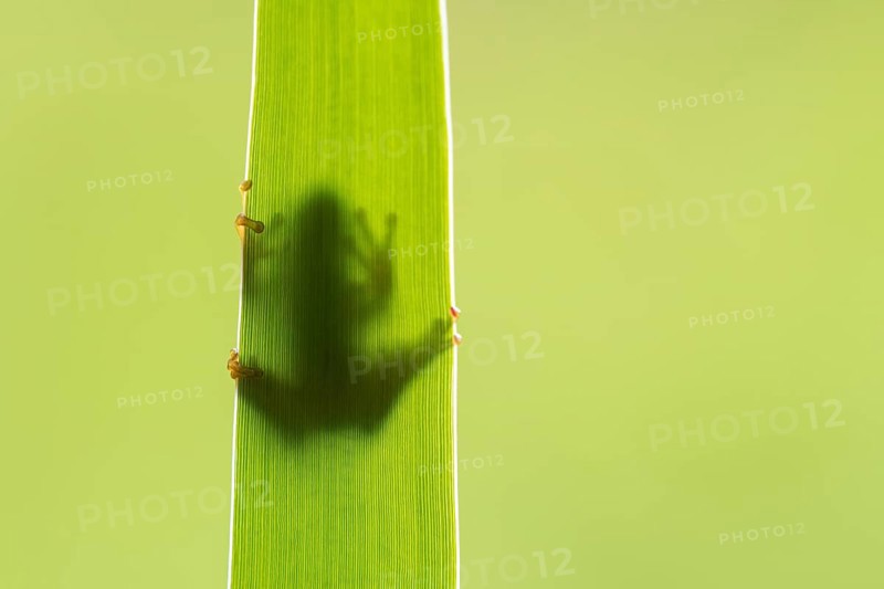 European tree frog (Hyla arborea), Zandvort, Netherlands