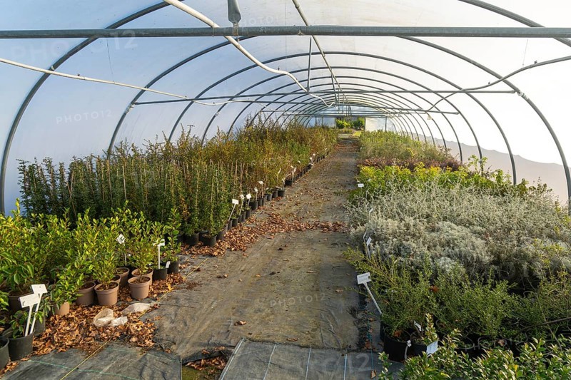 Plants growing inside polytunnel, Swann's nursery garden centre, Bromeswell, Woodbridge, Suffolk, England, UK 30 Dec 2025