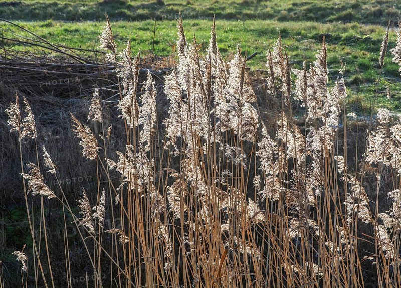 Common reed (Phragmites communis) at a creek in winter in Ystad municipality, Skåne county, Sweden, Scandinavia