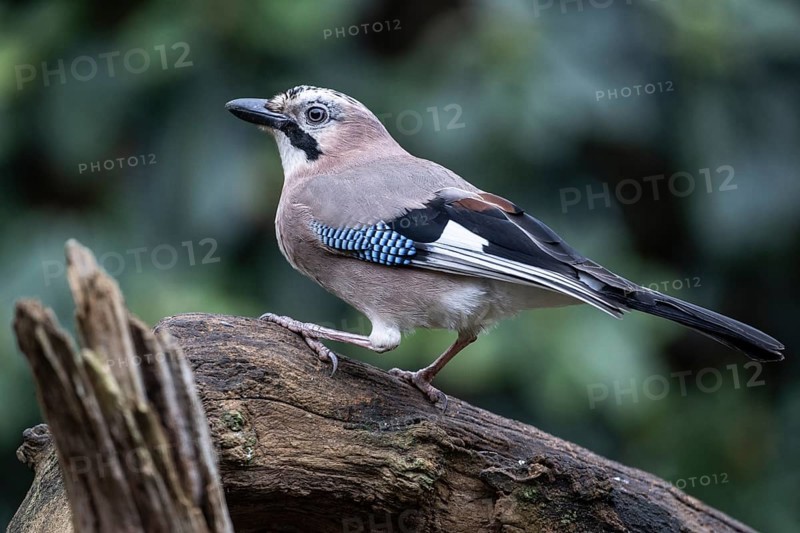 Eurasian jay (Garrulus glandarius), Emsland, Lower Saxony, Germany