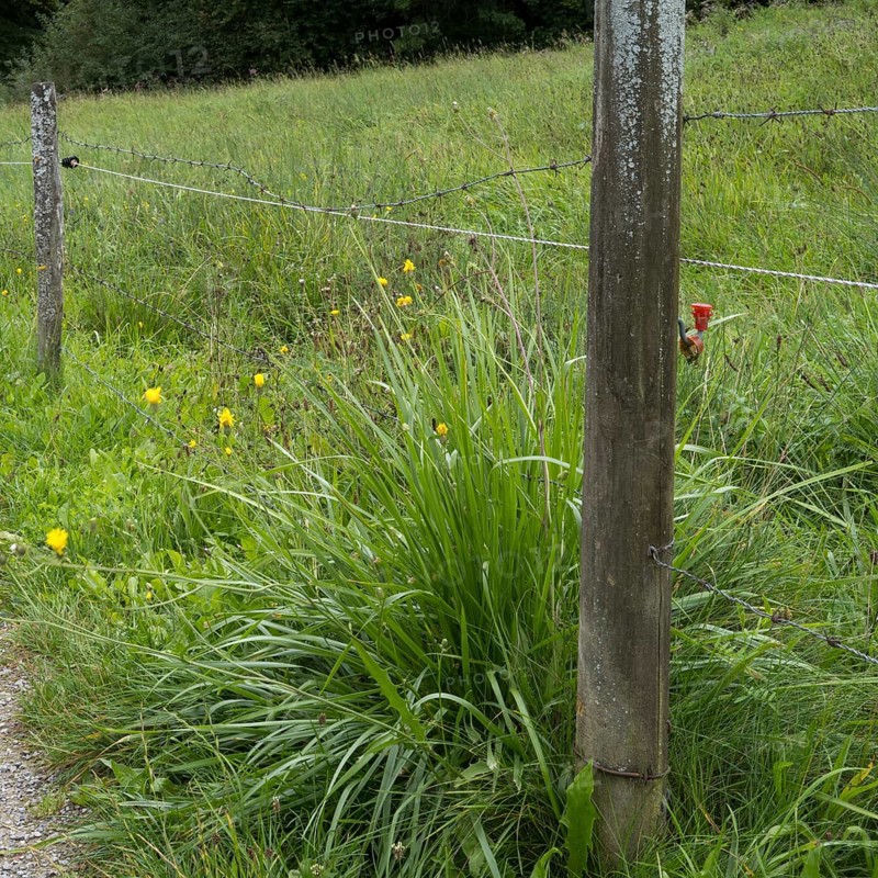 Electric fence on a willow, detail, Upper Bavaria, Bavaria, Germany