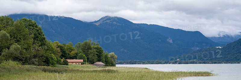 Banks of Tegernsee, reed grass, forest and boathouses on the lake, Gmund, Tegernsee, Upper Bavaria, Bavaria, Germany