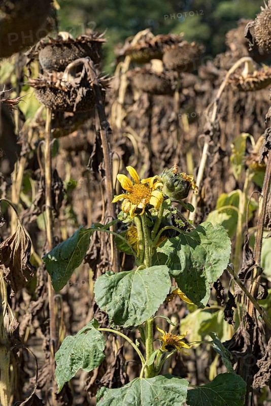 Sunflower field, brown withered sunflowers (Helianthus annuus), including a single young plant dying in the inflorescence, heat, lack of water, drought, climate change, Anzing, Upper Bavaria, Bavaria, Germany