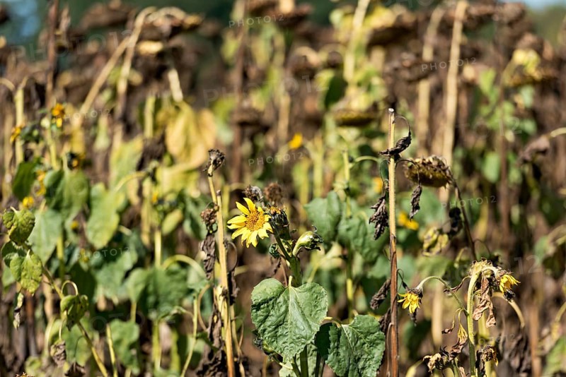 Sunflower field, brown withered sunflowers (Helianthus annuus), including a single young plant dying in the inflorescence, heat, lack of water, drought, climate change, Anzing, Upper Bavaria, Bavaria, Germany