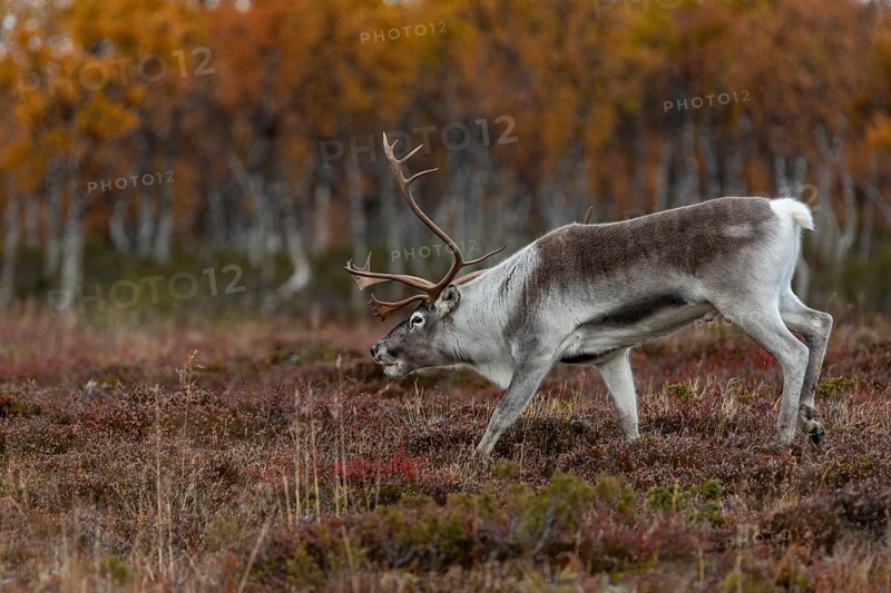 The reindeer bull (Rangifer tarandus) follows his herd with bowed head, rutting season, mating season, autumn, Sweden