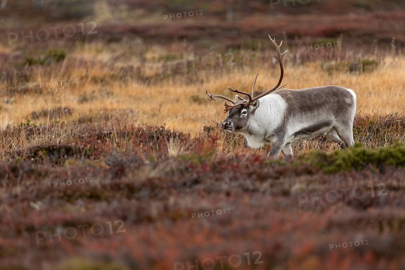 The reindeer bull (Rangifer tarandus) attentively follows his herd, rutting season, mating season, autumn, Sweden