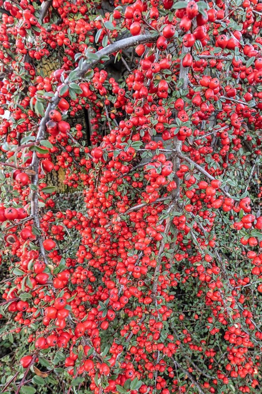 Fan-shaped cotoneaster (Cotoneaster horizontalis), Emsland, Lower Saxony, Germany