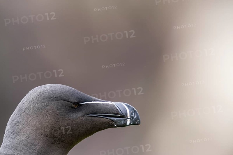 Close-up of the head of a razorbill (Alca torda) with focussed view of the beak, Vardø, Finnmark, Norway