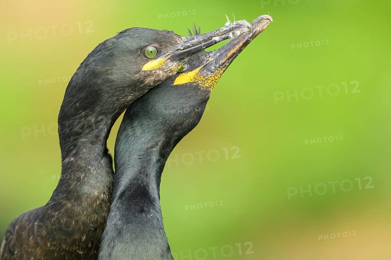 Two shags (Gulosus aristotelis, syn.: Phalacrocorax aristotelis) nestling close together in front of a green background, Vardø, Finnmark, Norway