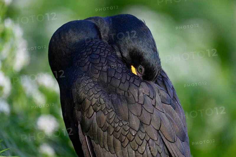 Cormorant (Gulosus aristotelis, syn.: Phalacrocorax aristotelis) sleeping with head in feathers, surrounded by greenery, Vardø, Finnmark, Norway
