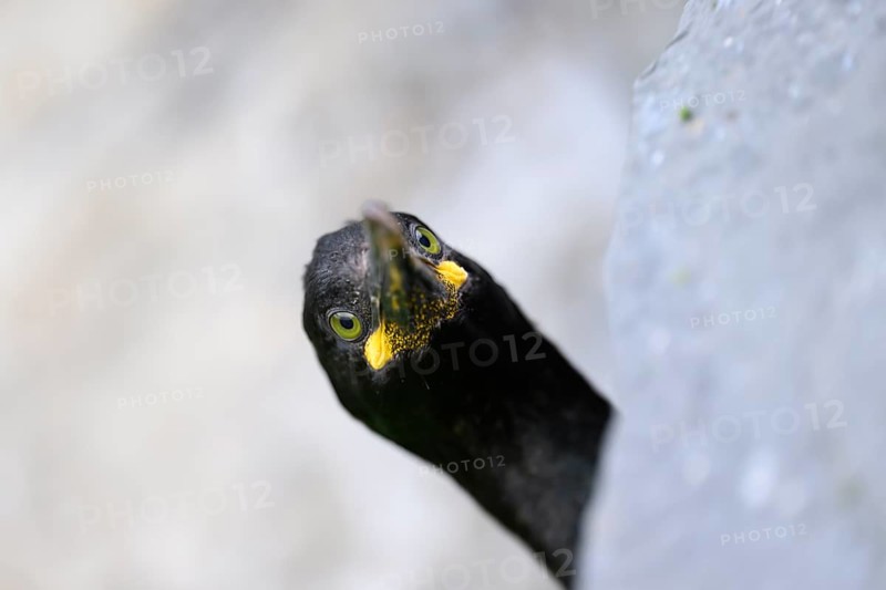Head of a shag (Gulosus aristotelis, syn.: Phalacrocorax aristotelis) looking curiously from behind a rock, Vardø, Finnmark, Norway