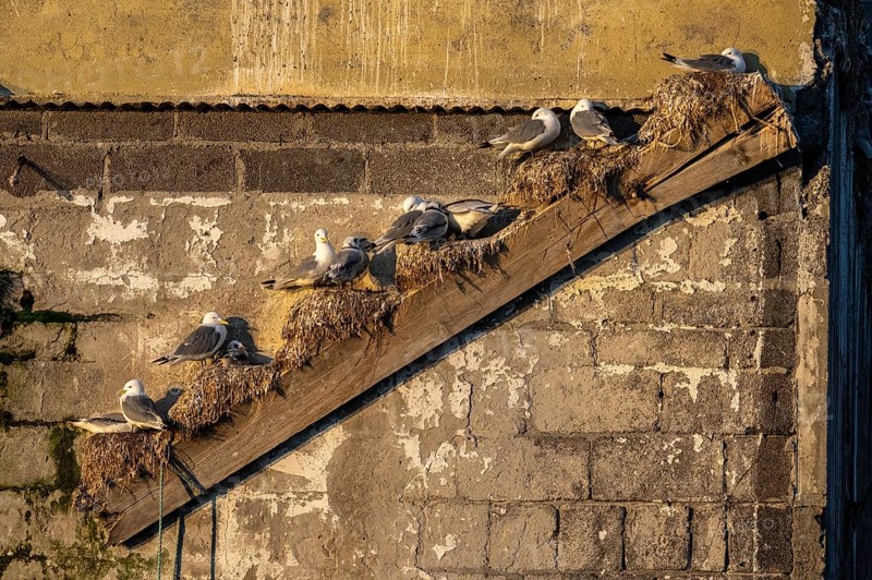 Black-legged kittiwakes (Rissa tridyctyla) nesting on an old diagonal rafter of an old factory building, Vardø, Finnmark, Norway