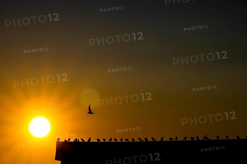 Kittiwakes (Rissa tridyctyla) sit in a row on the gable of a harbour building in the golden backlight of the midnight sun. A single bird flies overhead towards the sun, Vardø, Finnmark, Norway