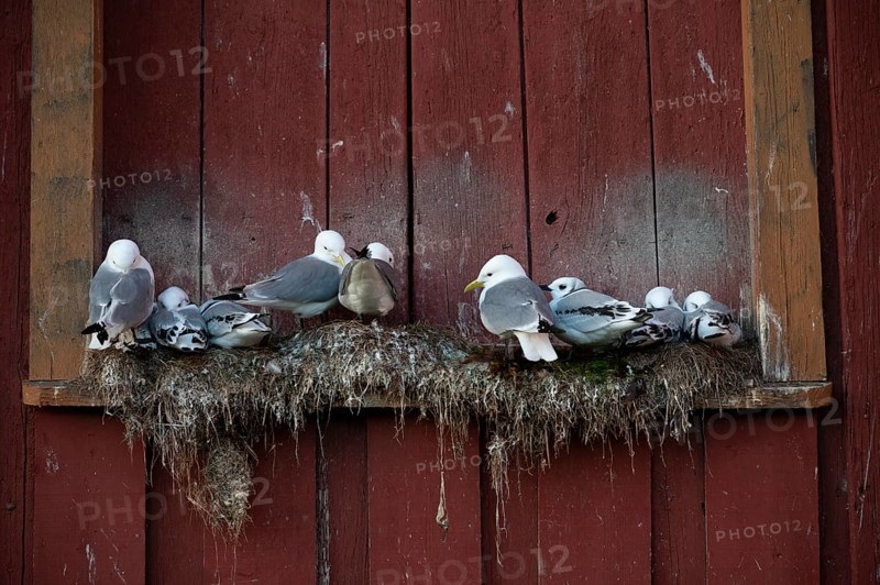 Black-legged kittiwakes (Rissa tridyctyla) nesting on a red wooden façade of the Pomor Museum, Vardø, Finnmark, Norway