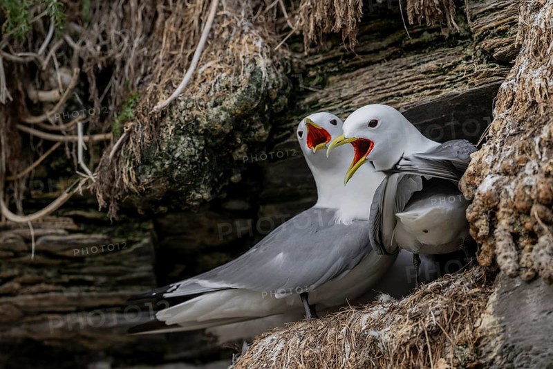Black-legged kittiwakes (Rissa tridyctyla) calling pair breeding on a cliff on the island of Ekeroya, Vadsø, Finnmark, Norway