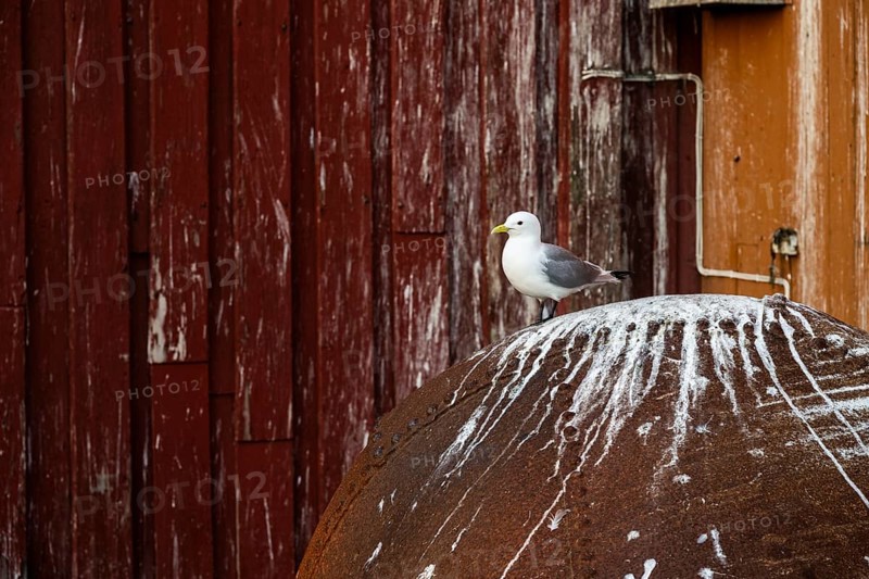 Black-legged kittiwake (Rissa tridyctyla) sitting on a large iron ball, Vardø, Finnmark, Norway
