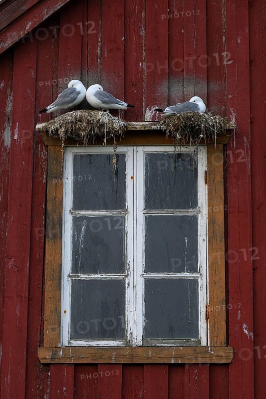 Black-legged kittiwakes (Rissa tridyctyla) nesting on a red wooden façade of the Pomor Museum, Vardø, Finnmark, Norway