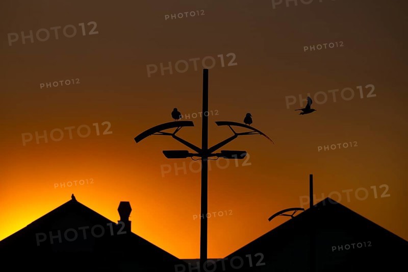 Kittiwakes (Rissa tridyctyla) sitting on a street lamp against the orange sky of midsummer night, Vardø, Finnmark, Norway