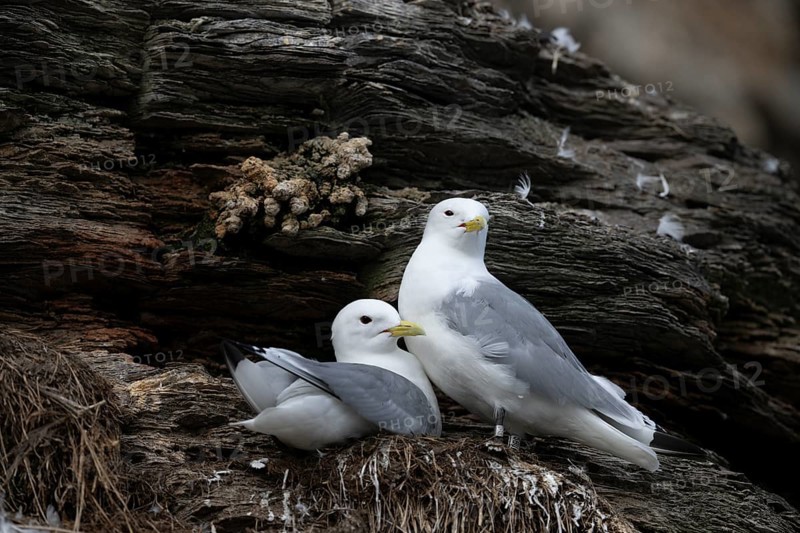 Black-legged kittiwakes (Rissa tridyctyla) breeding on a cliff on the island of Ekeroya, Vadsø, Finnmark, Norway