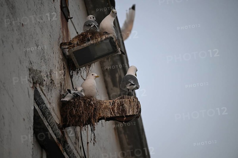 Black-legged kittiwakes (Rissa tridyctyla) nesting on the wall of a building in an urban environment with dim light, Vardø, Finnmark, Norway
