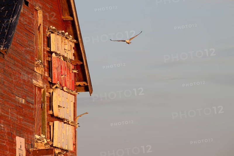 Black-legged kittiwakes (Rissa tridyctyla) nesting on a red wooden facade of a harbour building, one bird flying against a blue sky, Vardø, Finnmark, Norway