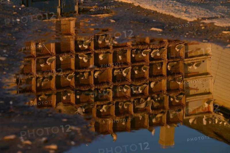 Black-legged kittiwakes (Rissa tridyctyla) breed in an artificial nesting cliff made from old fish boxes in Vardö harbour. Their image is reflected in a puddle, Vardø, Finnmark, Norway