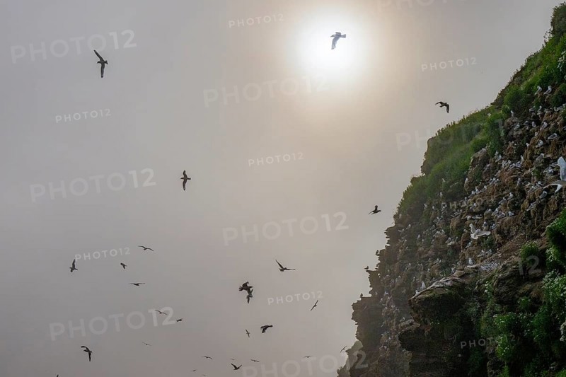 Kittiwakes (Rissa tridactyla) flying over misty cliffs, the sun shining through the haze and creating a mysterious atmosphere, Vadsø, Finnmark, Norway