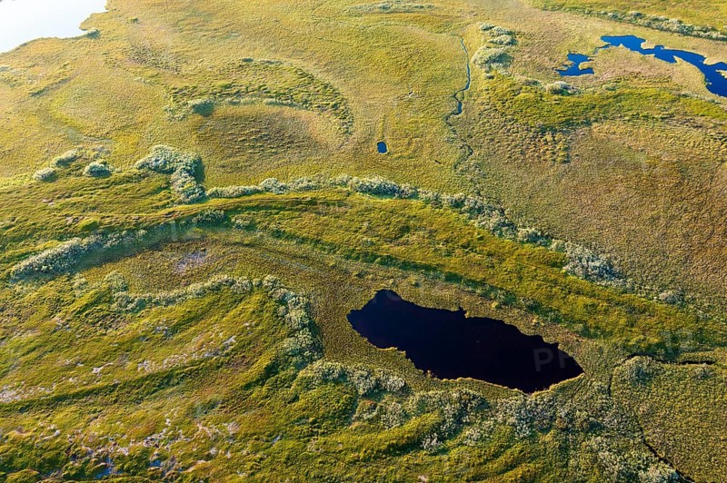 Aerial view of a small pond surrounded by green moor and thick vegetation, Varanger Fjord, Barents Sea, Finnmark, Norway