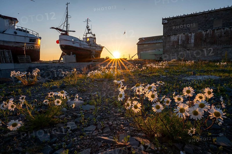 Wild flowers in the foreground with two fishing boats in shade and setting sun on the horizon in the old port of Vardö, Vardø, Finnmark, Norway