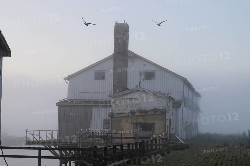 An abandoned factory building harbour building with seagulls in a foggy morning atmosphere, Vardø, Finnmark, Norway