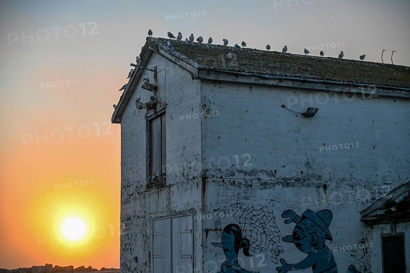 Kittiwakes (Rissa tridactyla) sitting on a roof at sunset, with wall painting in the foreground, Vardø, Finnmark, Norway