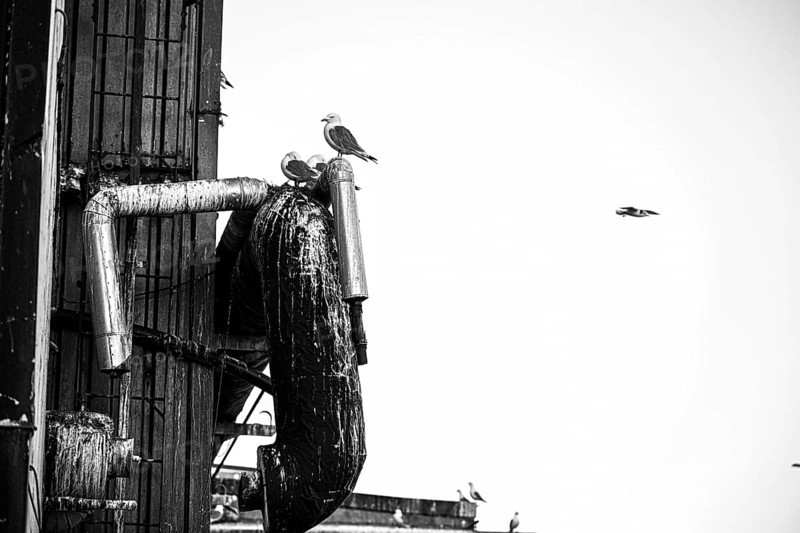 Several kittiwakes (Rissa tridactyla) on an industrial structure with pipes in black and white, Vardø, Finnmark, Norway