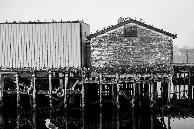 Black-legged kittiwakes (Rissa tridactyla) on an old building and pier in black and white style, Vardø, Finnmark, Norway