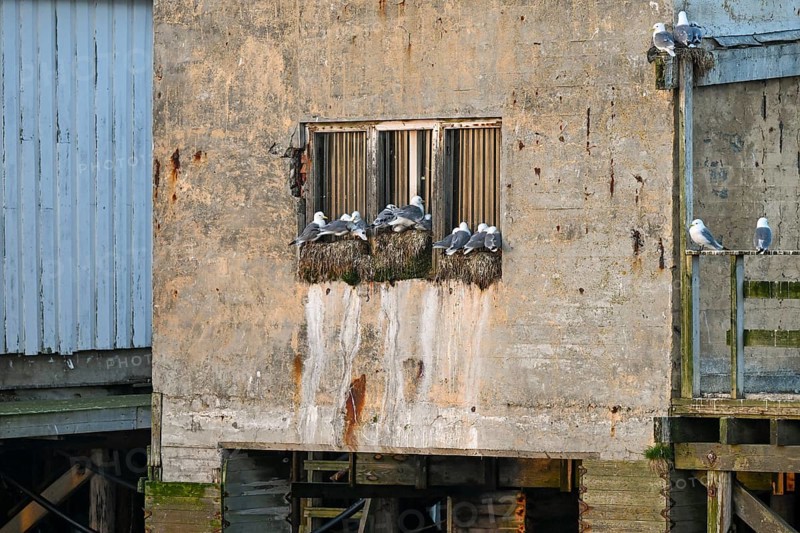 Weathered building with nests of kittiwakes (Rissa tridactyla) on an old windowsill, Vardø, Finnmark, Norway