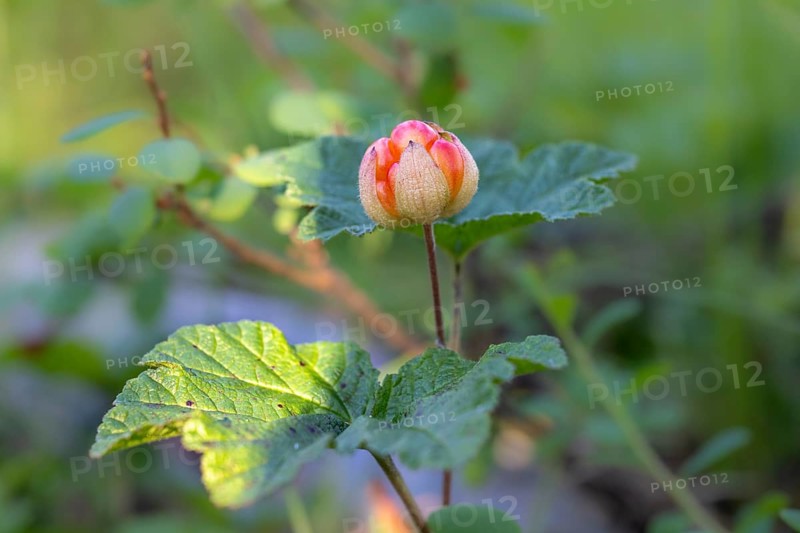 Macro photograph of a cloudberry (Rubus chamaemorus) with green leaves in the background, Saarenkylä, Lapland, Finland