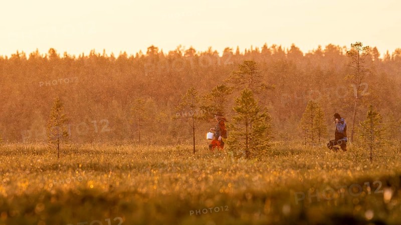 Two people collect cloudberries in a moor at sunset, Övre Pasvik National Park, Svanvik, Finnmark, Norway