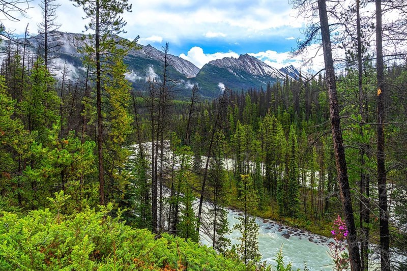 Sunwapta river meandering through a dense evergreen forest with snow capped mountains in the background, creating a picturesque landscape in jasper national park, alberta, canada