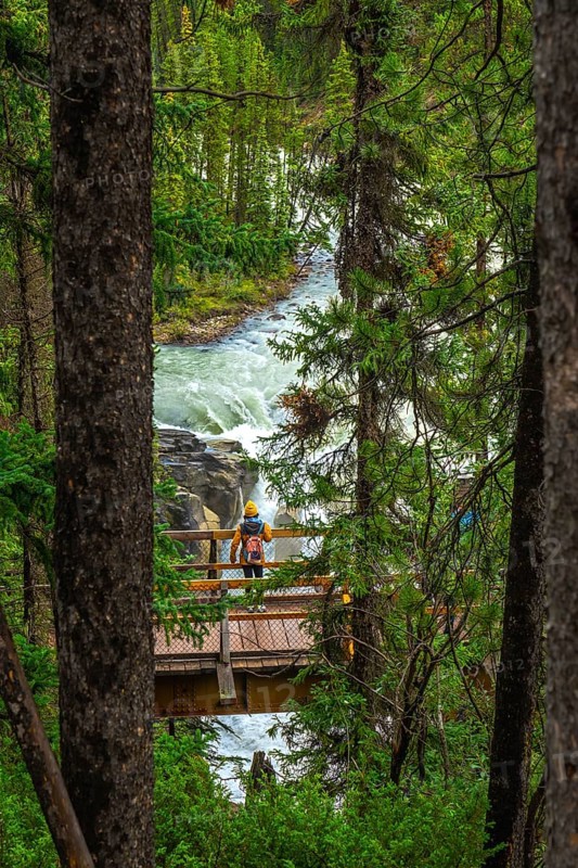 Tourist wearing a yellow jacket and backpack standing on a wooden bridge admiring the sunwapta falls, surrounded by lush forest, in jasper national park, alberta, canada