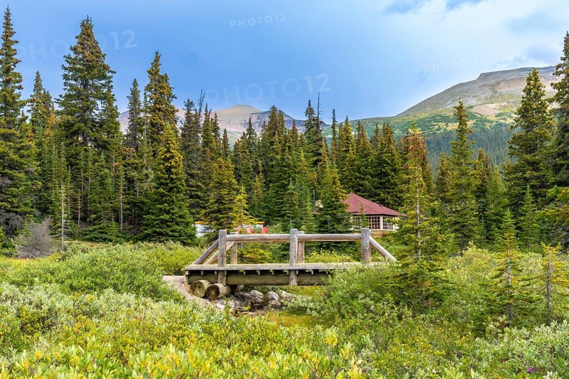 Scenic wooden bridge crossing a small stream in banff national park, surrounded by lush vegetation and pine trees with the canadian rockies near bow lake