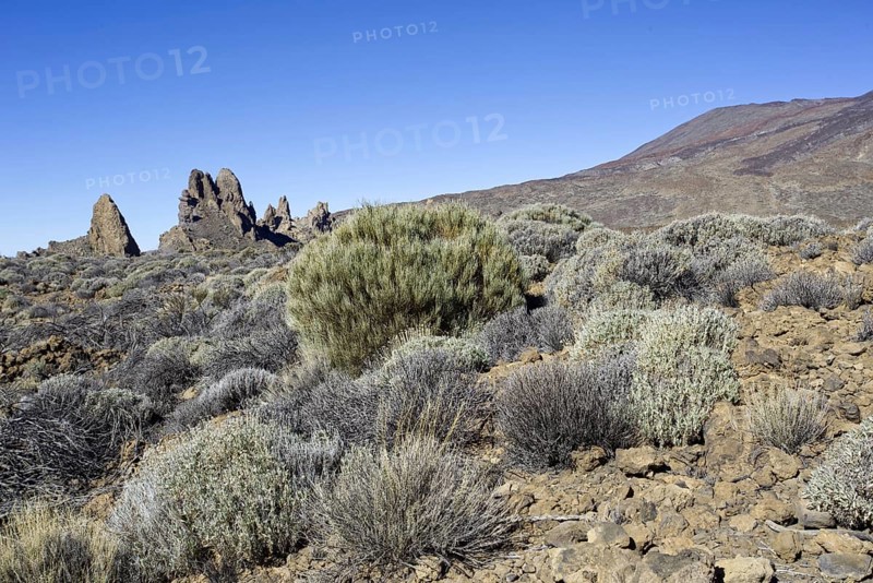 Barren bushes and rocks under a clear blue sky, Pico del Teide National Park, La Orotava Tenerife