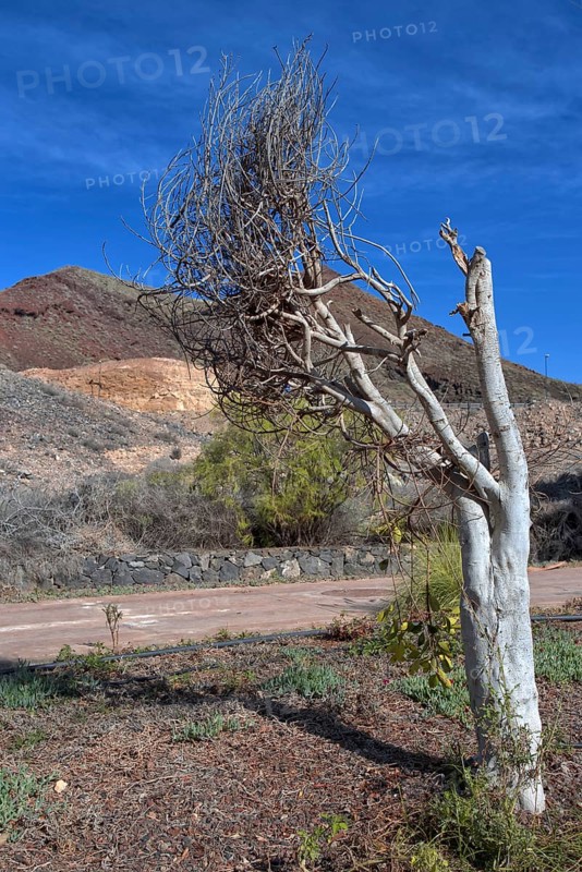Lonely, bare tree in front of a dry hilly landscape with blue sky, Los Cristianos, Tenerife