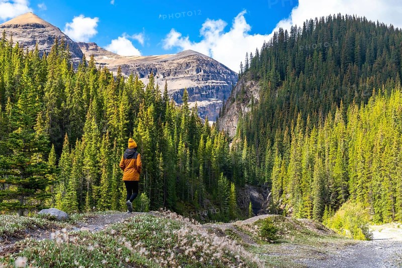 Hiker enjoying breathtaking view of mountains and pine forest while walking along ci fuentes path waterfall trail on icefields parkway in canadian rockies, alberta, canada